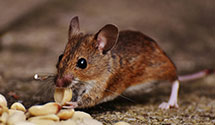 24 Hour & Emergency Exterminators in Thorndike, MA